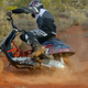 Illustration for article titled Arizona Oppo advice needed and random Vespa musings.